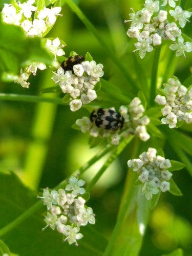 Coléoptère de la fourrure — Bild 3
