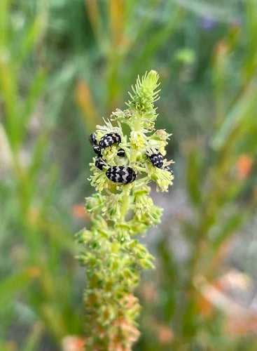 Coléoptère de la fourrure — photo 4 sur 24