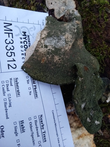 Pénicillium brevicompactum — Bild 1