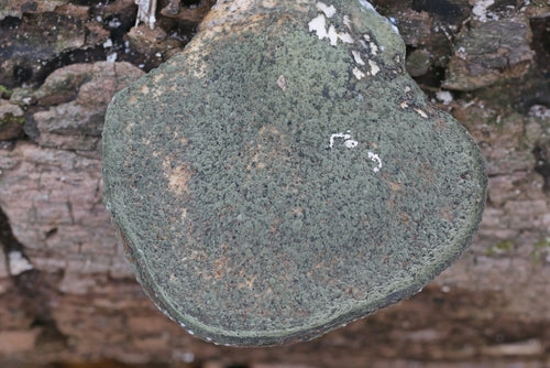 Pénicillium brevicompactum — Bild 3
