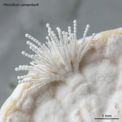 Penicillium camemberti
