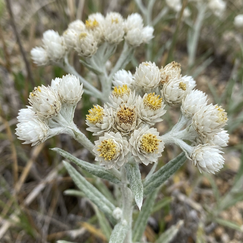 Fleur de paille perlée (Anaphalis margaritacea), illustration IA