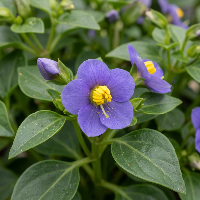 Violette de Perse (Exacum affine), illustration IA
