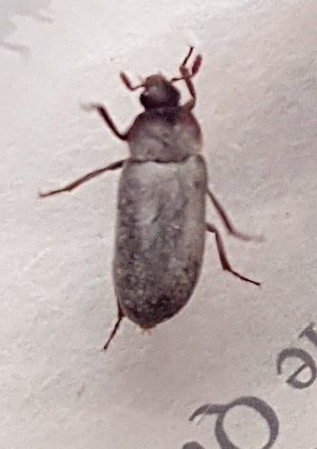Coléoptère du bacon péruvien — Bild 1