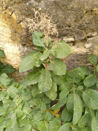 Buisson péruvien — Bild 5