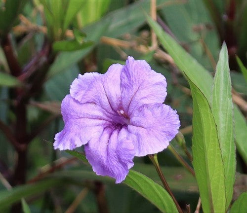 Pétunias — Bild 2