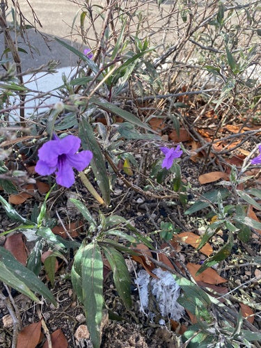 Pétunias — Bild 4