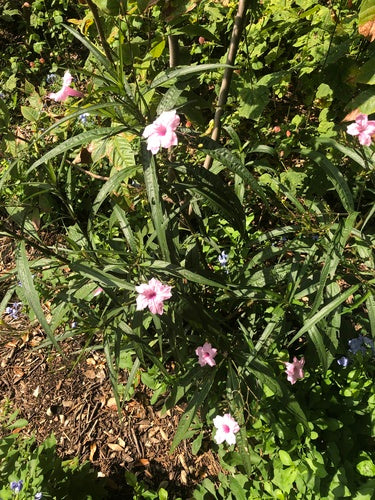 Pétunias — Bild 1