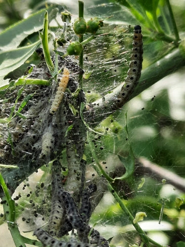 Papillon de nuit Pfaffenhütchen — Bild 3