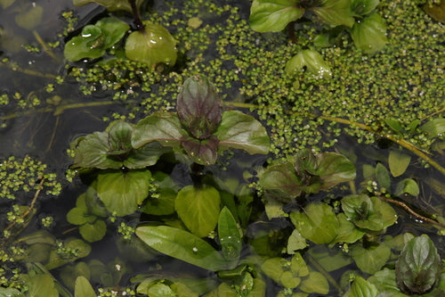menthe poivrée — Bild 3