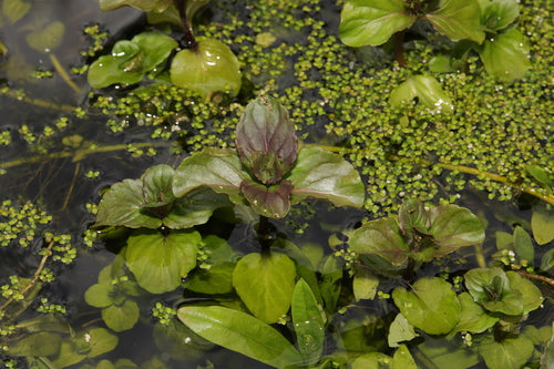 Pfefferminze - Bild 1