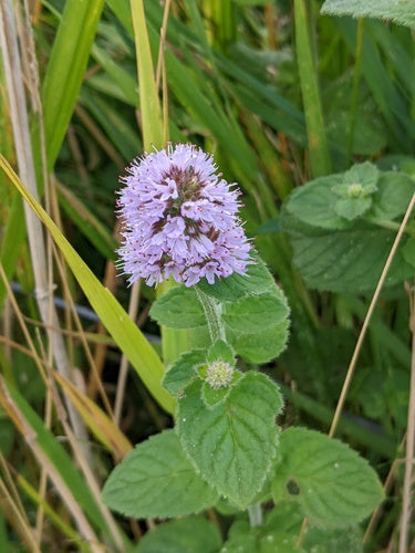 Pfefferminze - Bild 7