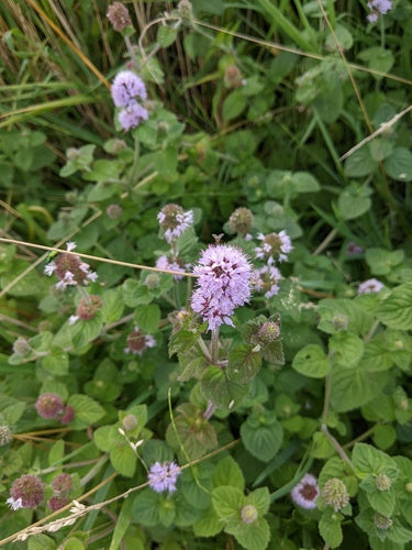 Pfefferminze - Bild 8