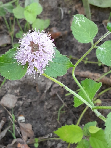 menthe poivrée — Bild 5