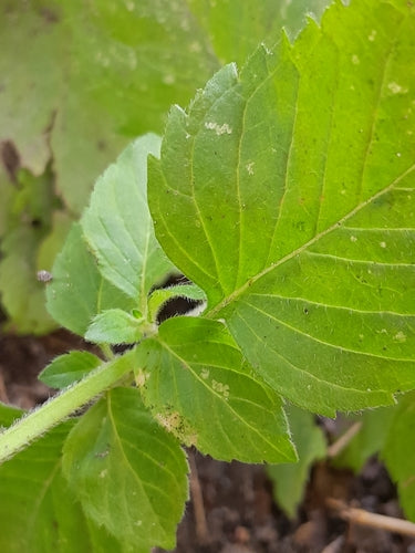 menthe poivrée — Bild 4
