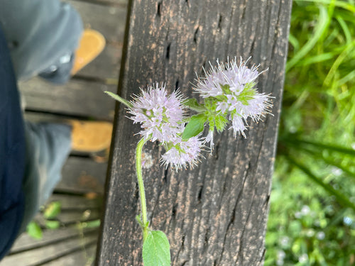 menthe poivrée — Bild 3