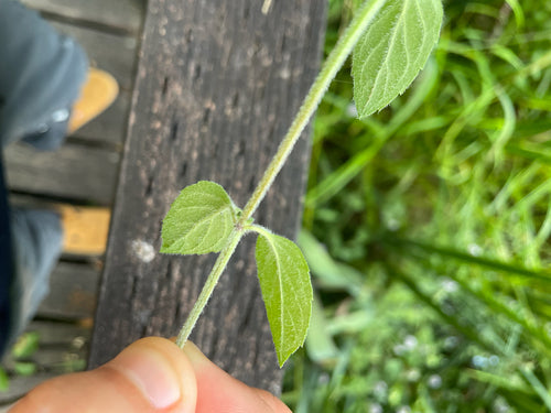 menthe poivrée — Bild 2