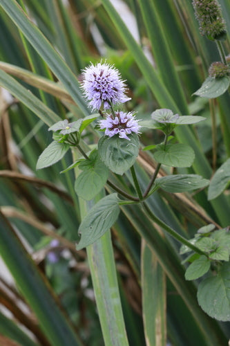 menthe poivrée — Bild 4