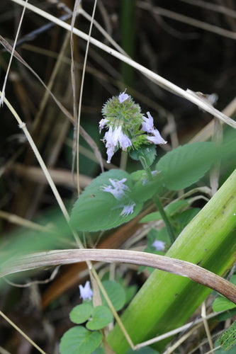 Pfefferminze - Bild 4