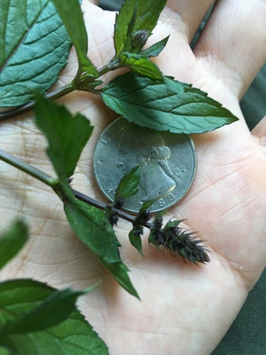 menthe poivrée — photo 5 sur 11