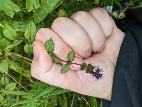 menthe poivrée — photo 4 sur 11