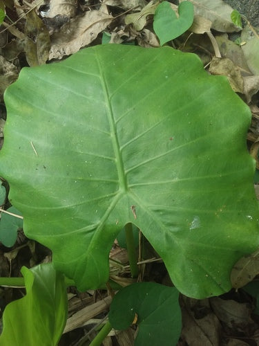 Feuilles de flèche — Bild 1