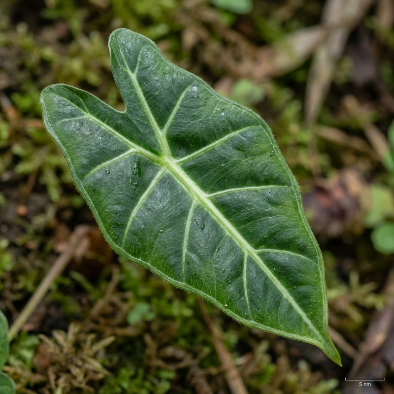 Feuilles de flèche