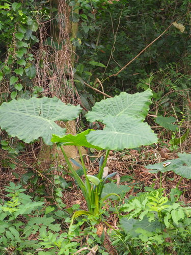 Feuilles de flèche — Bild 5