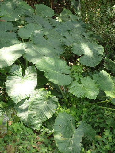 Feuilles de flèche — Bild 3