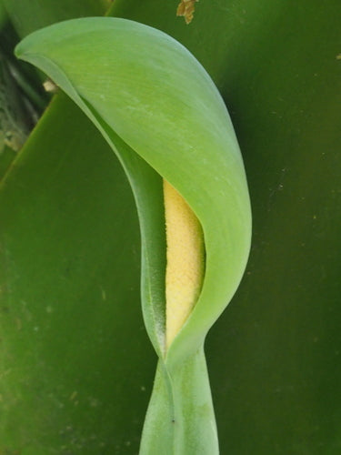 Feuilles de flèche — Bild 4