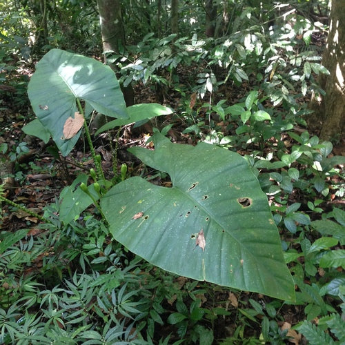 Feuille de flèche — Bild 4