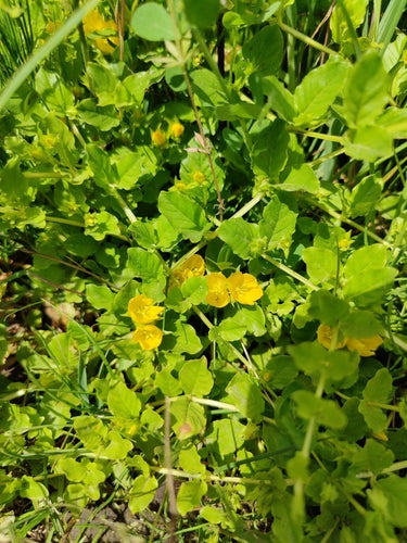 Hydrocotyle — photo 5 sur 10