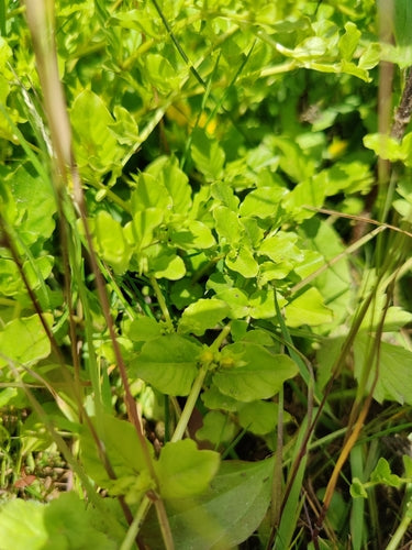 Hydrocotyle — photo 4 sur 10