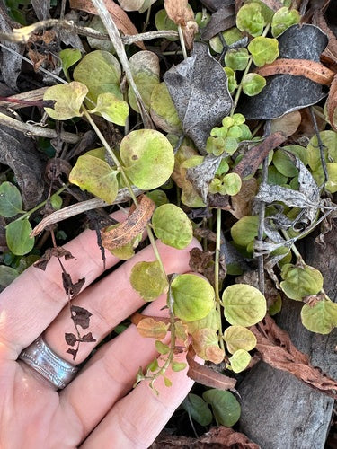 Hydrocotyle — Bild 5