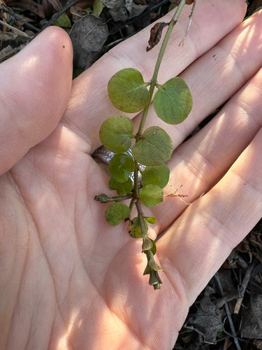 Hydrocotyle — Bild 4