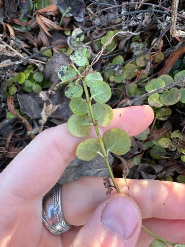 Hydrocotyle — Bild 3