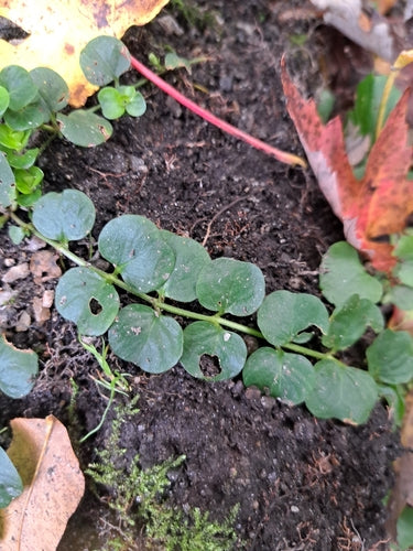 Hydrocotyle — photo 3 sur 10