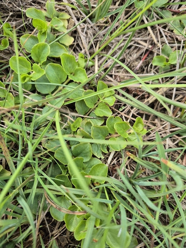 Hydrocotyle — Bild 2