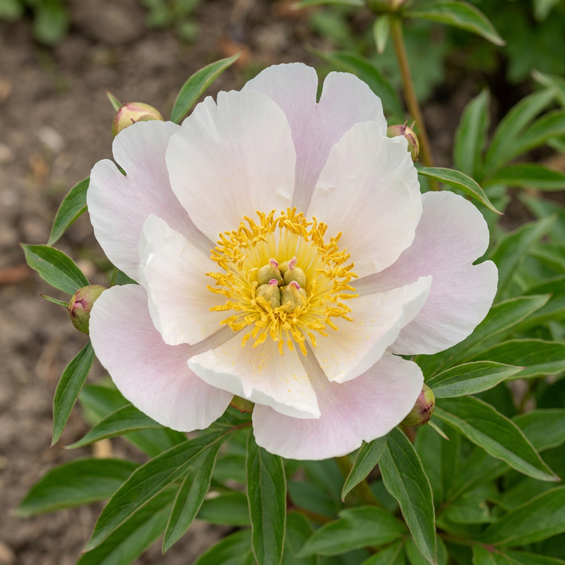 Pivoine