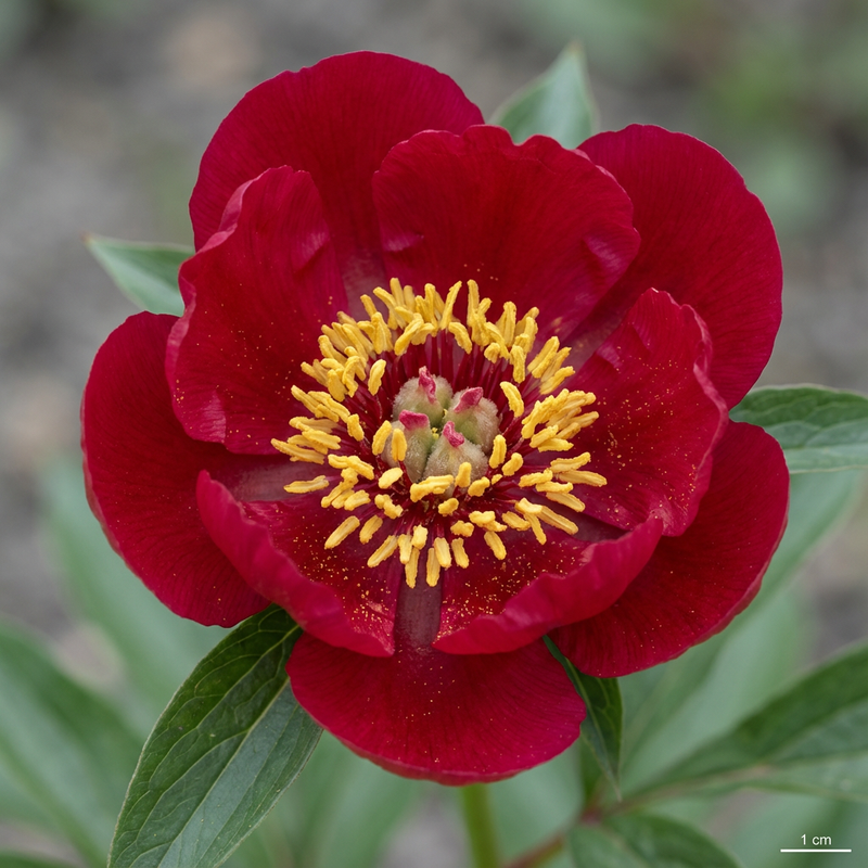 Pivoines