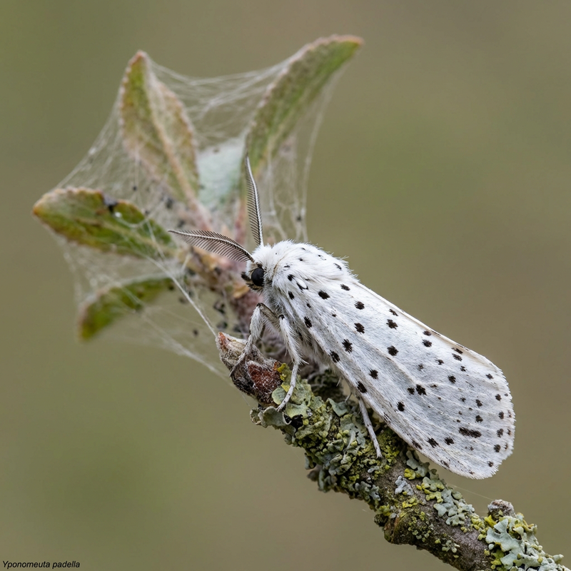 Papillon de la toile du prunier