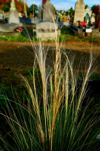Herbe de prunier — photo 5 sur 12