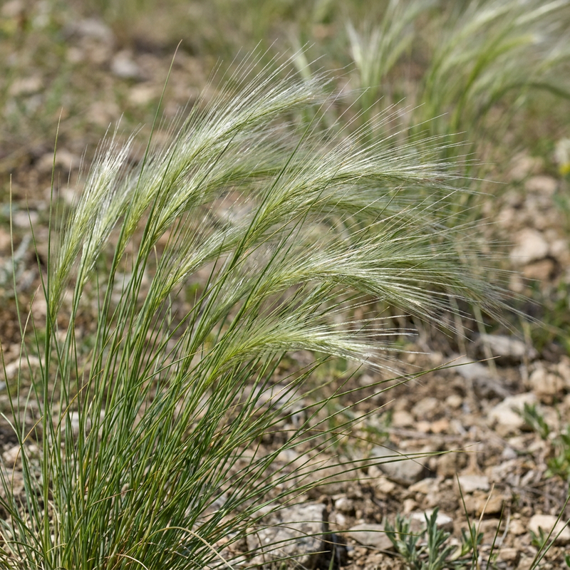 Herbe de prunier