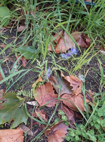 Phacélie — Bild 5