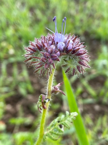 Phacélie — Bild 4