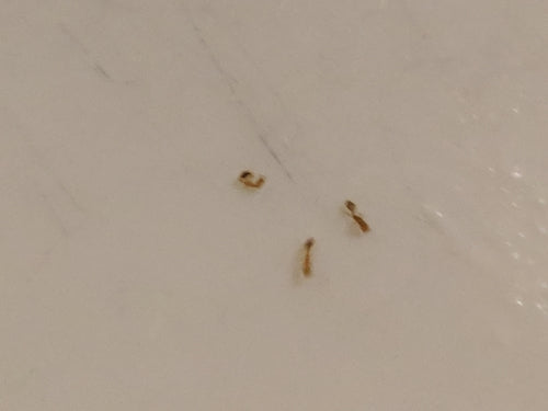 Fourmis pharaons — Bild 2