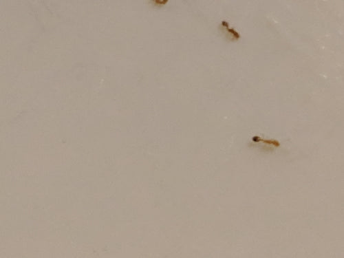 Fourmis pharaons — Bild 1