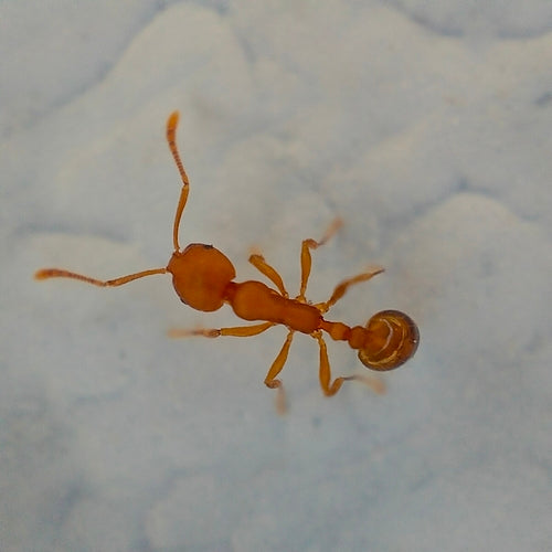 Fourmis pharaons — Bild 5