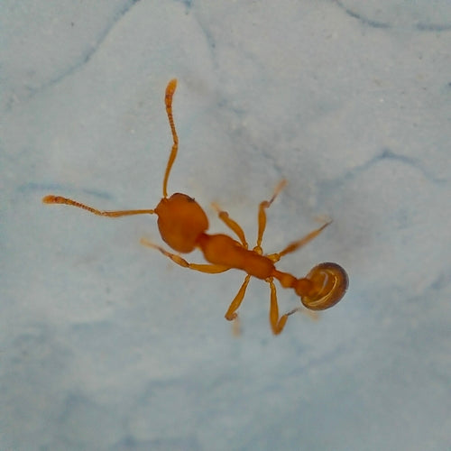 Fourmis pharaons — Bild 4