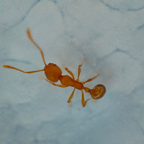 Fourmis pharaons — Bild 3